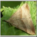 Hypena proboscidalis - Nesselschnabeleule 03.jpg